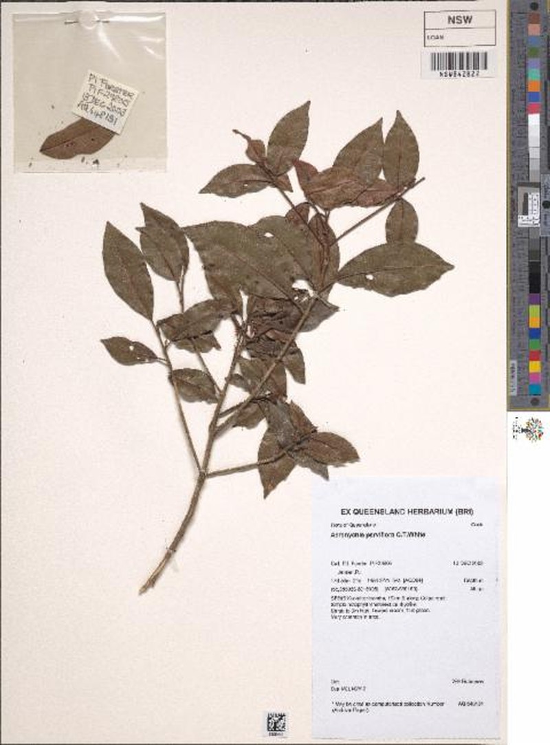 Acronychia parviflora photo 6