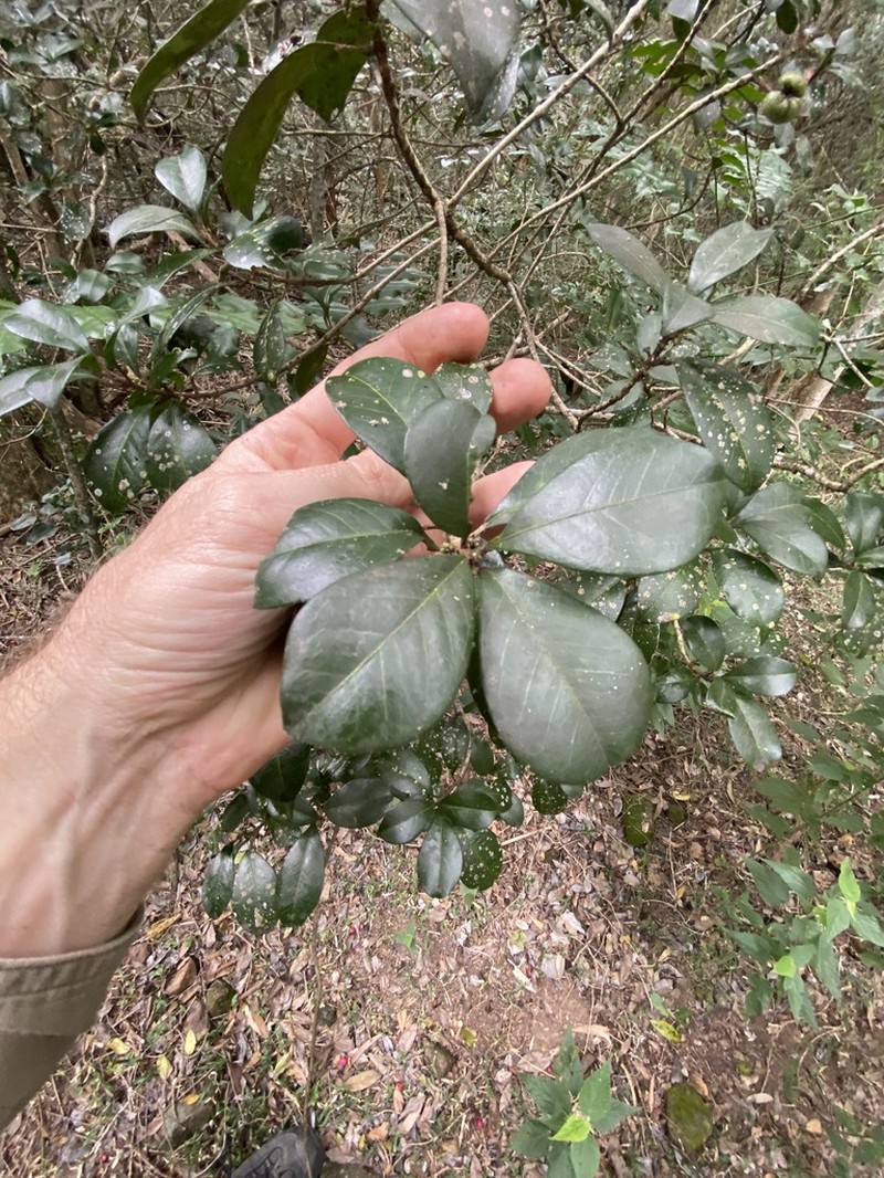 Acronychia pauciflora photo 2