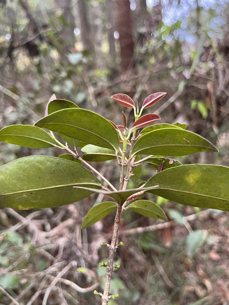 Acronychia pauciflora photo 3