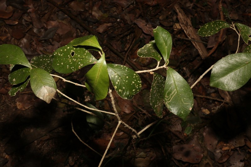 Acronychia pauciflora photo 4