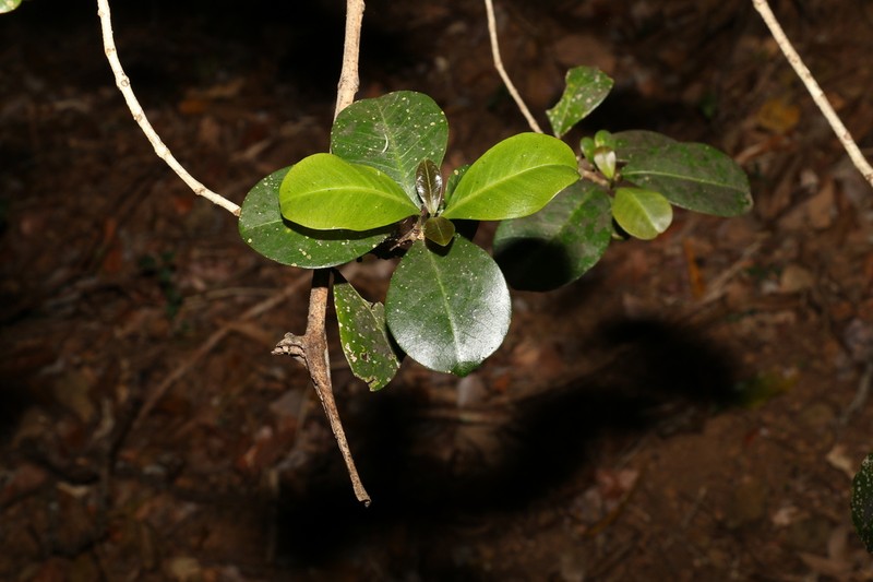 Acronychia pauciflora photo 5