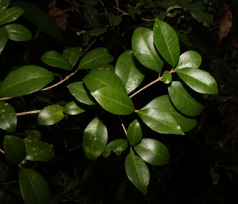 Acronychia pauciflora photo 6