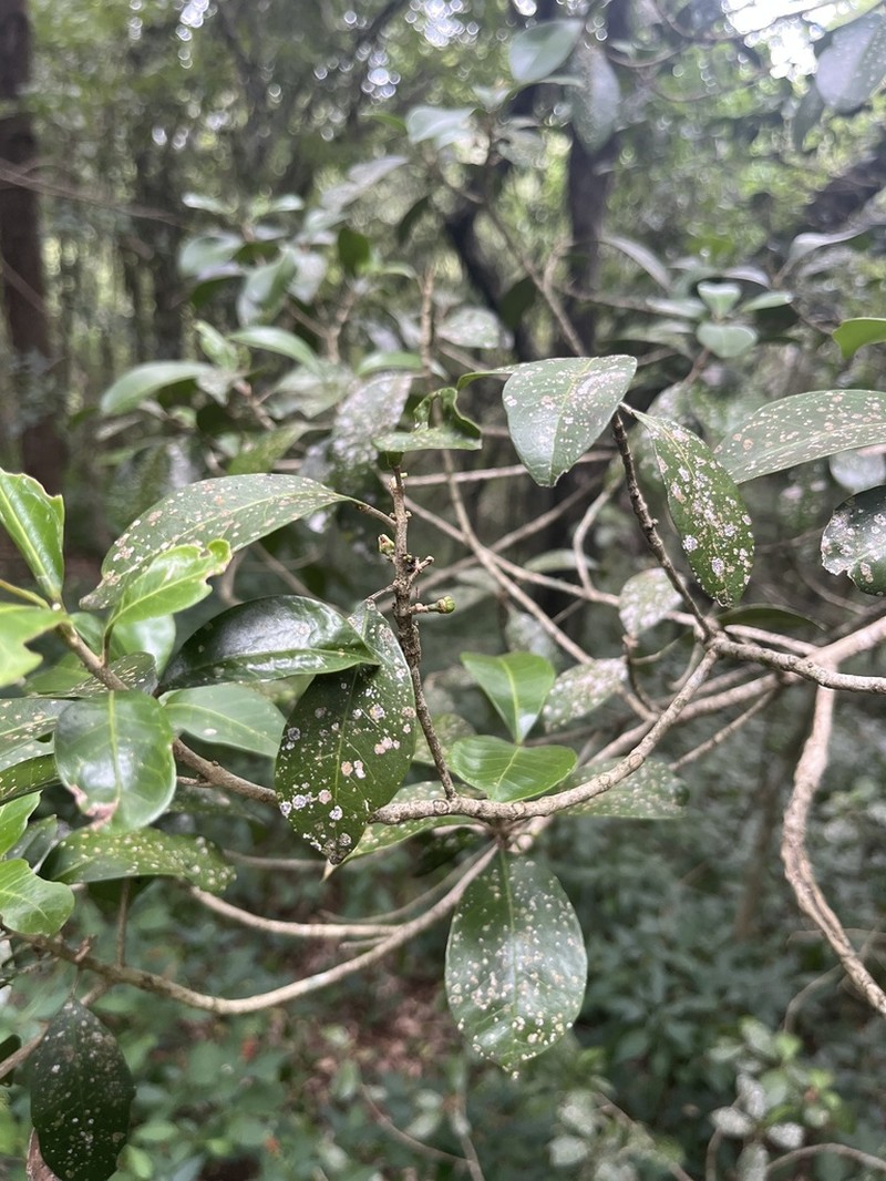 Acronychia pauciflora photo 7