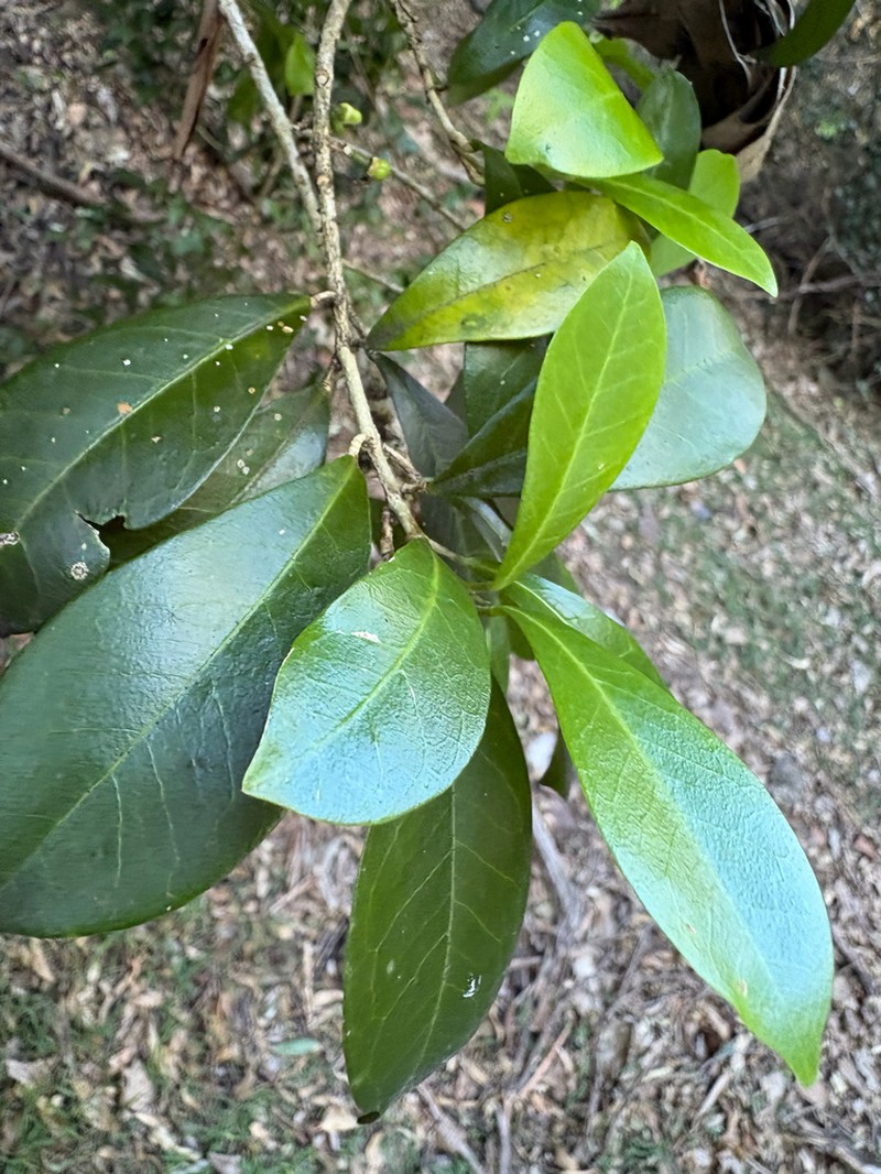 Acronychia pauciflora photo 8