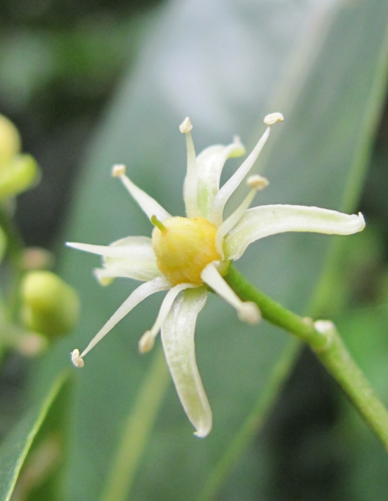 Acronychia pedunculata