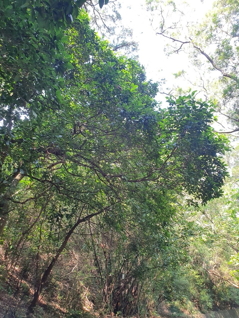 Acronychia pedunculata photo 4