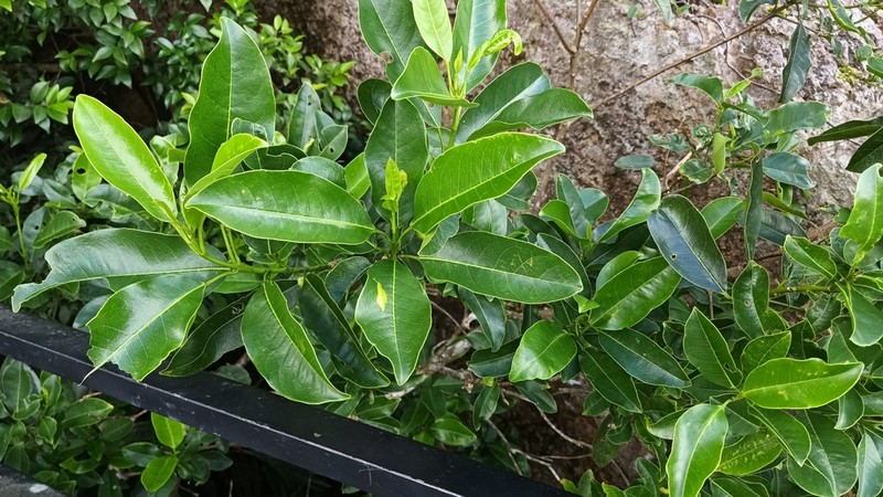 Acronychia pedunculata photo 6