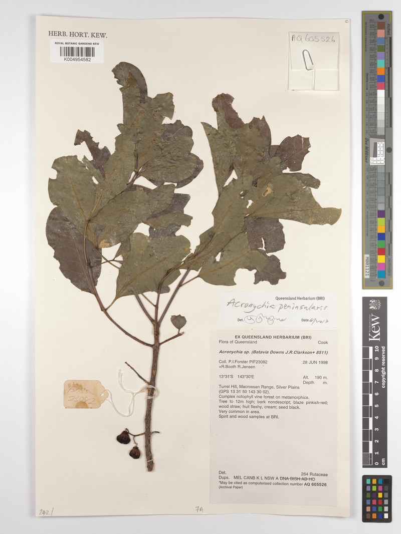 Acronychia peninsularis