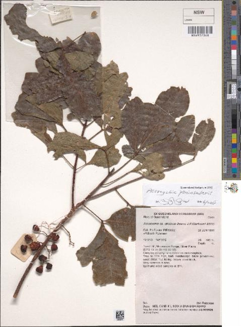Acronychia peninsularis photo 2