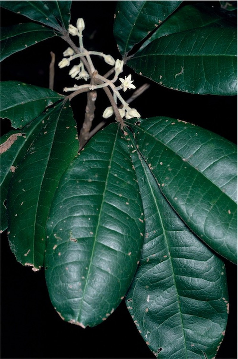Acronychia pubescens