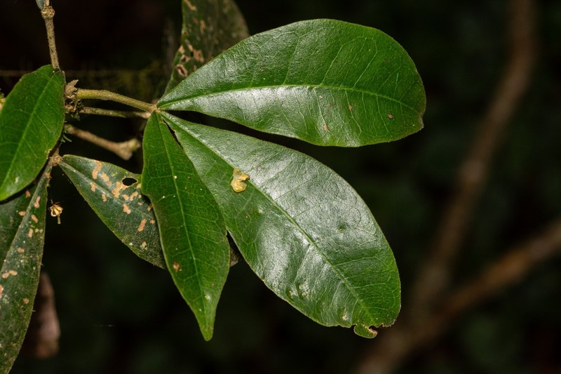 Acronychia pubescens photo 2