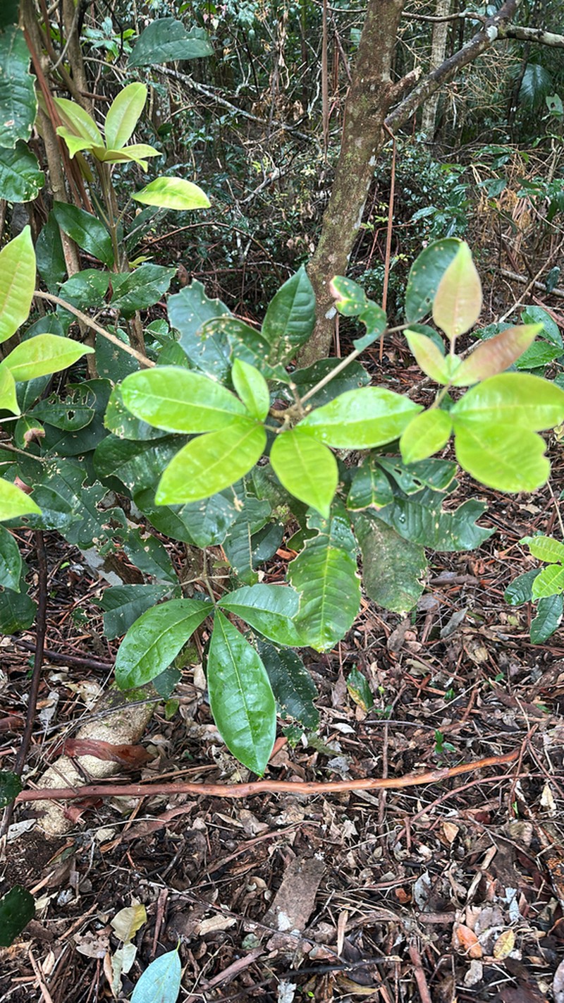 Acronychia pubescens photo 3
