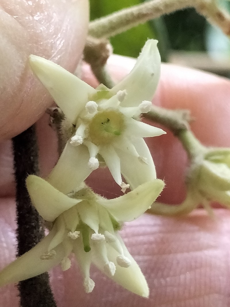Acronychia pubescens photo 4