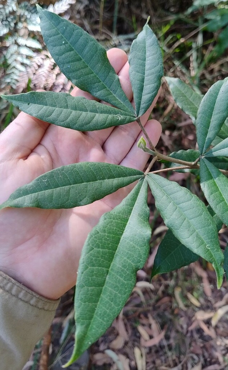 Acronychia pubescens photo 5