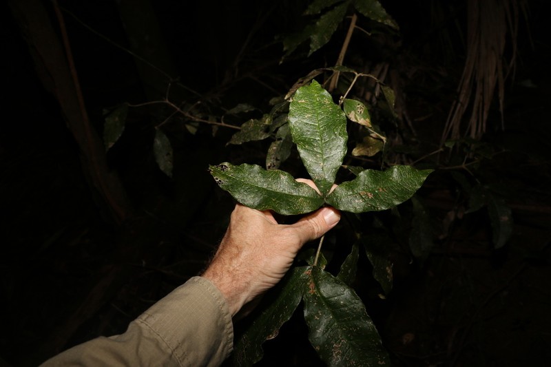 Acronychia pubescens photo 6