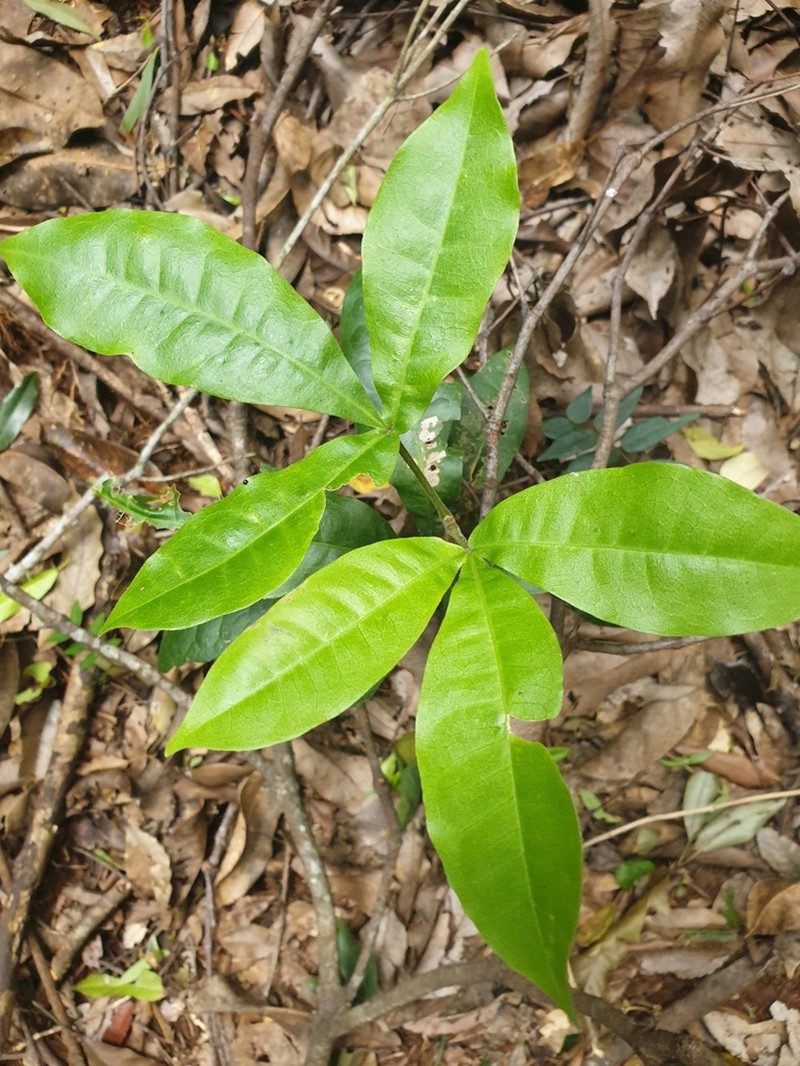 Acronychia pubescens photo 7