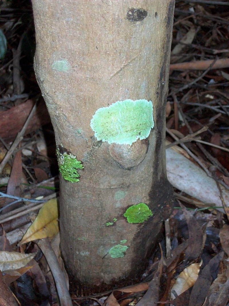 Acronychia pubescens photo 8