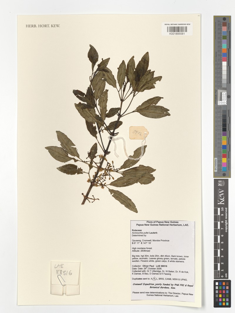 Acronychia pullei