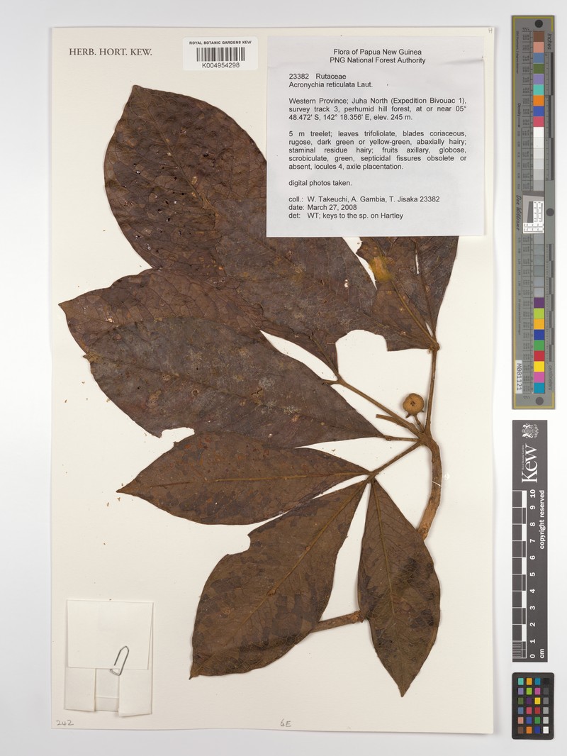 Acronychia reticulata