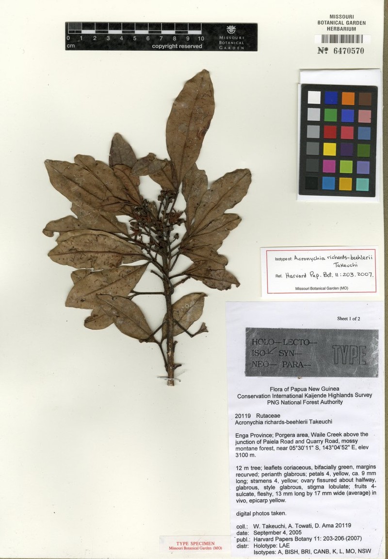 Acronychia richards-beehleri