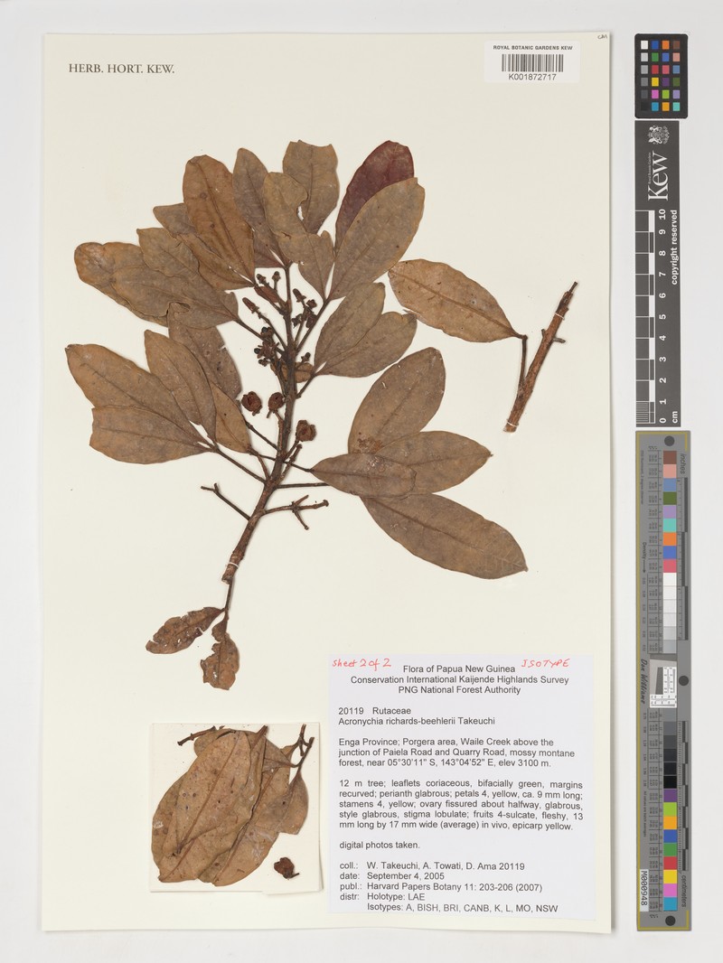 Acronychia richards-beehleri photo 2