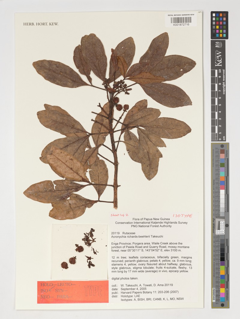 Acronychia richards-beehleri photo 3