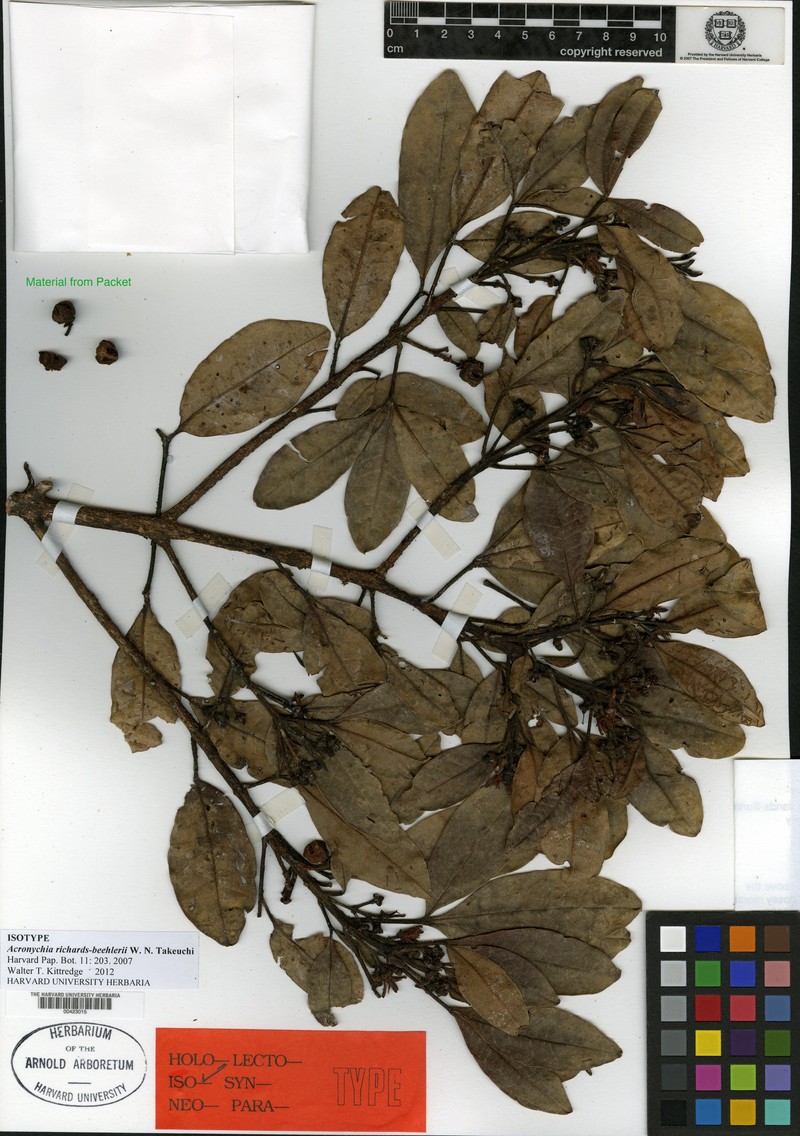 Acronychia richards-beehleri photo 4