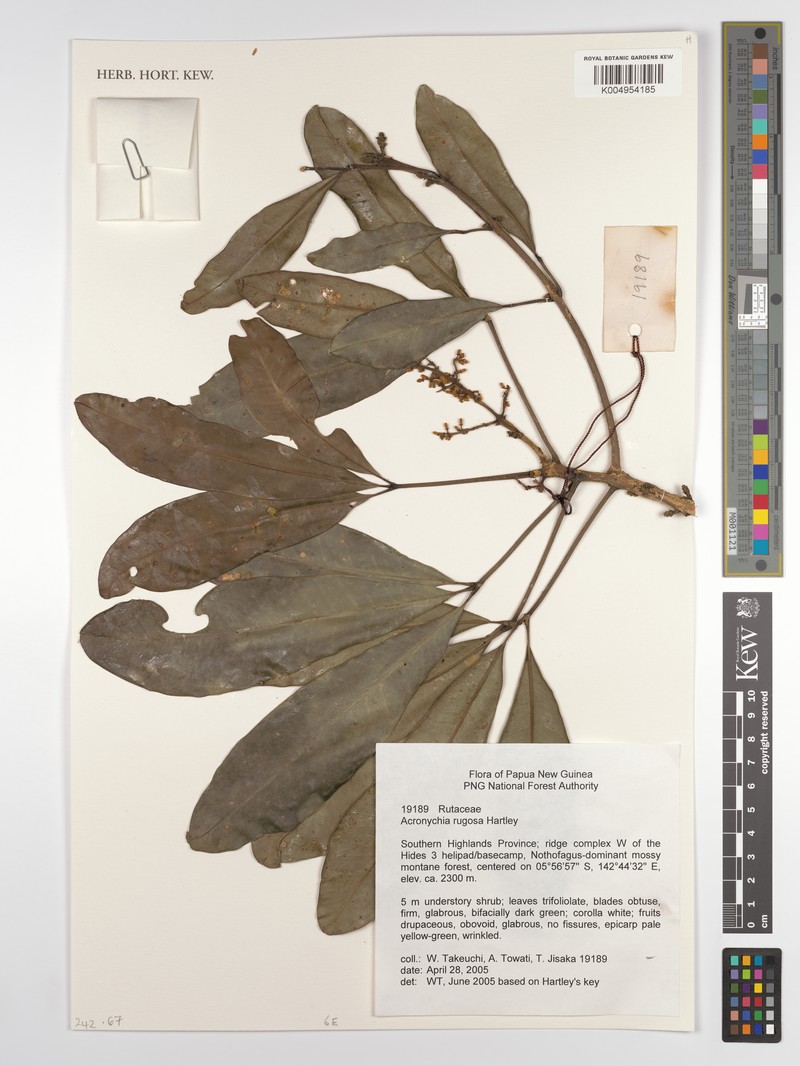 Acronychia rugosa