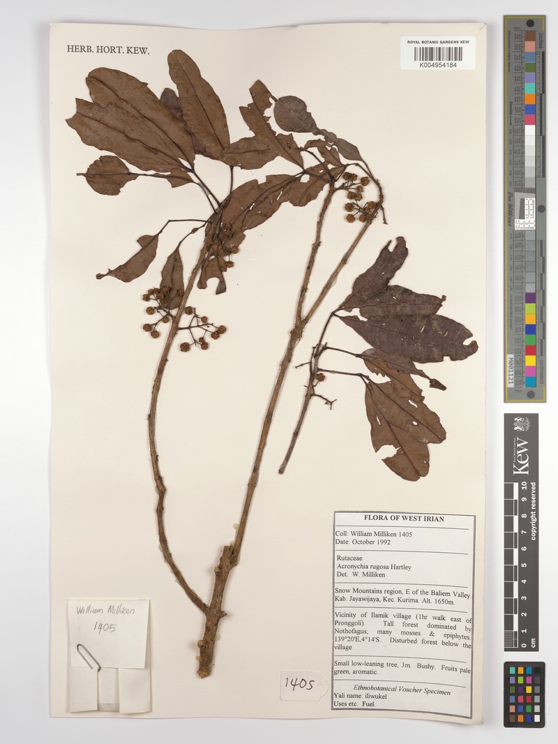 Acronychia rugosa photo 2