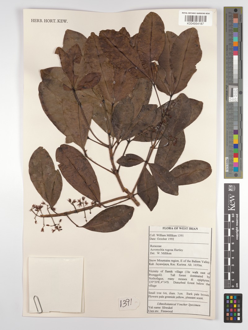 Acronychia rugosa photo 3