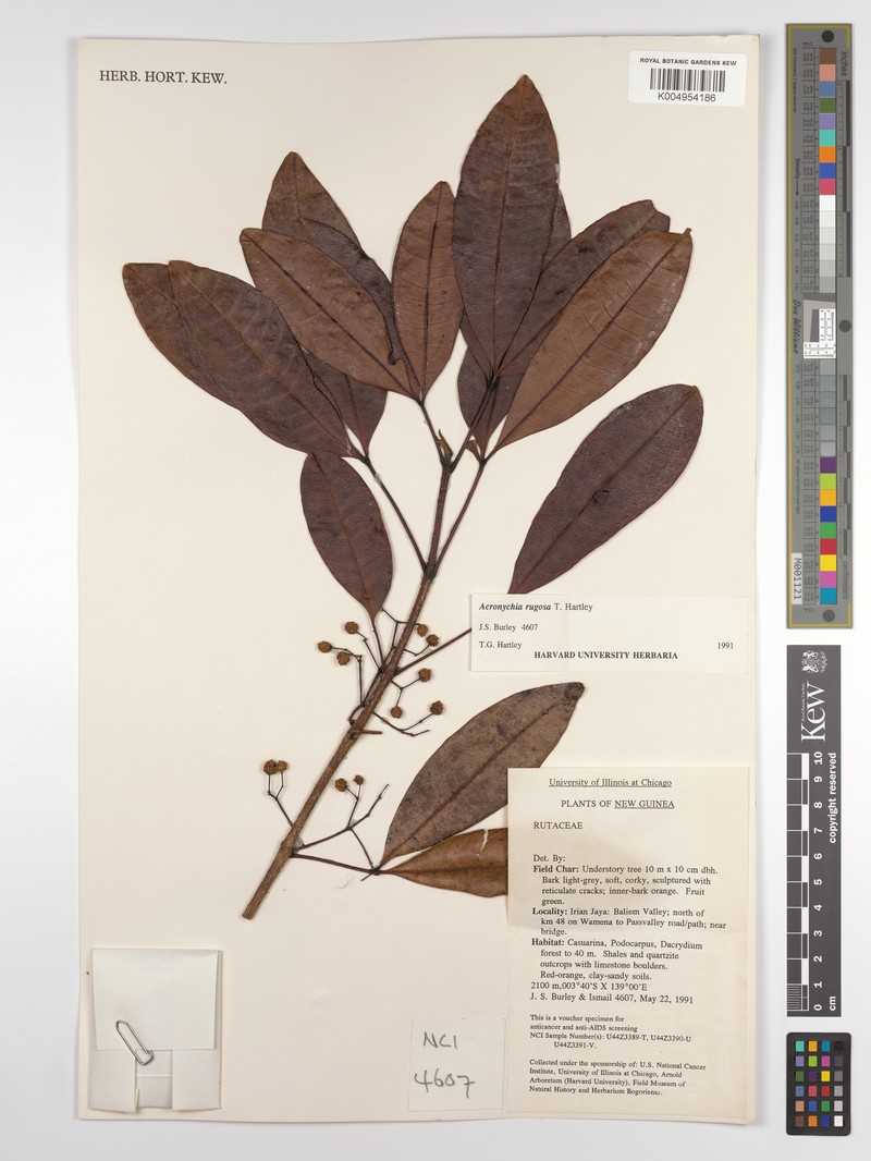 Acronychia rugosa photo 4