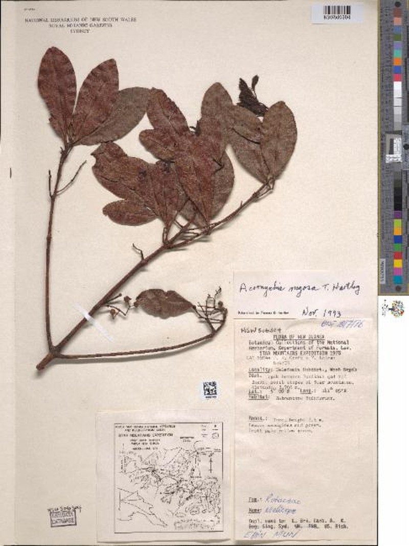 Acronychia rugosa photo 5