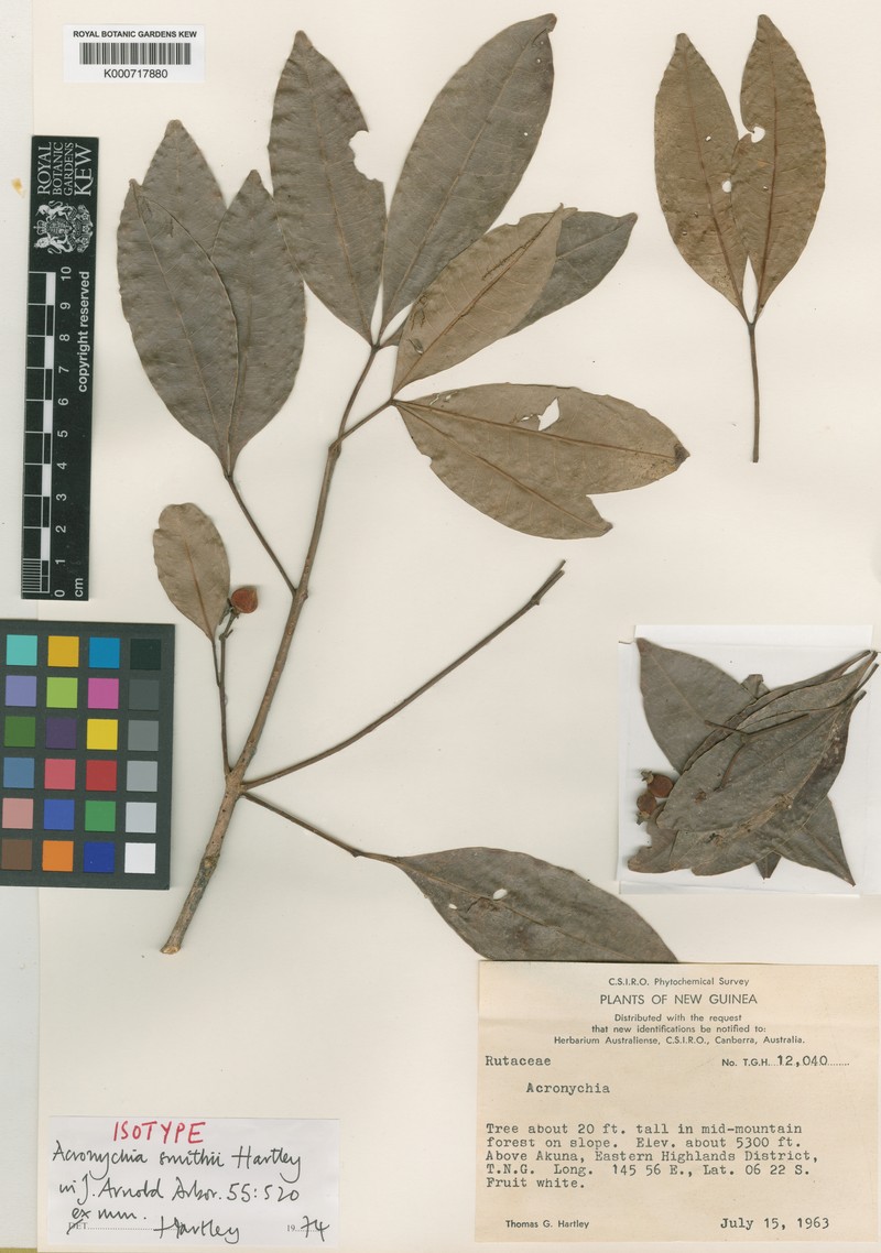 Acronychia smithii