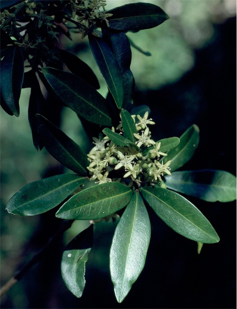 Acronychia suberosa