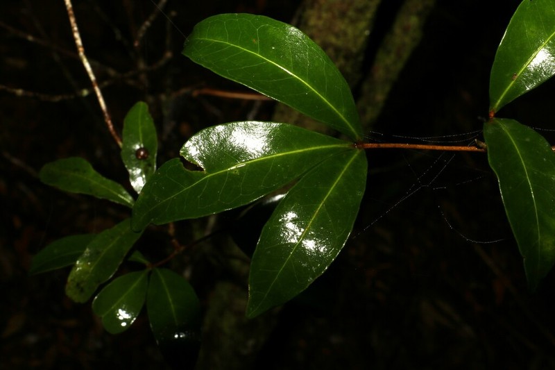 Acronychia suberosa photo 2