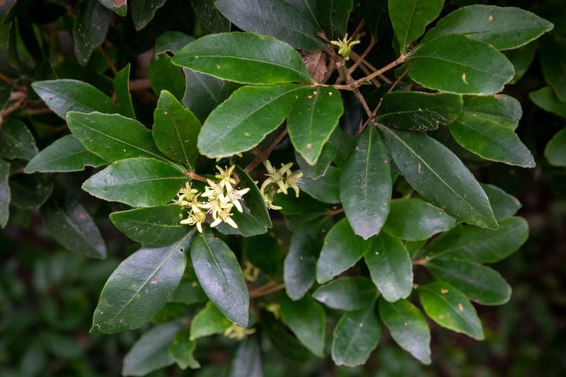 Acronychia suberosa photo 3