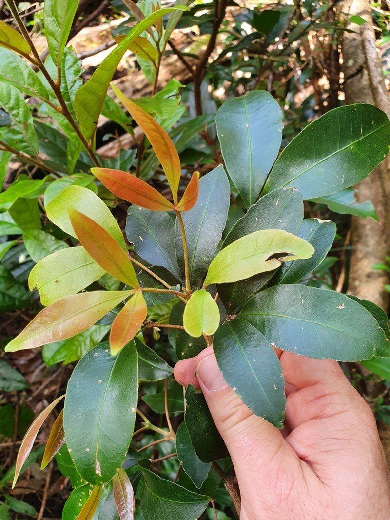 Acronychia suberosa photo 4