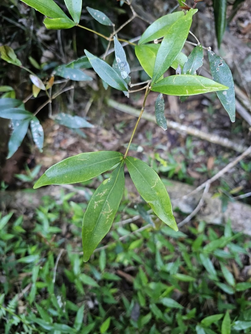 Acronychia suberosa photo 5
