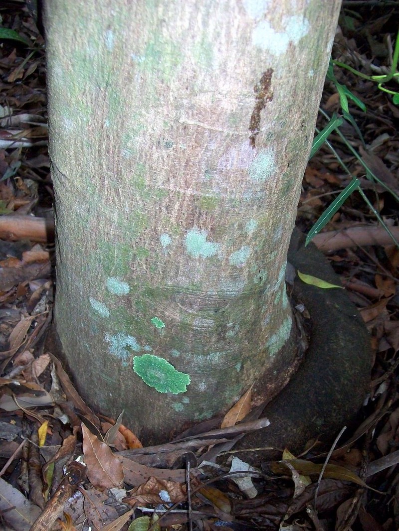 Acronychia suberosa photo 6