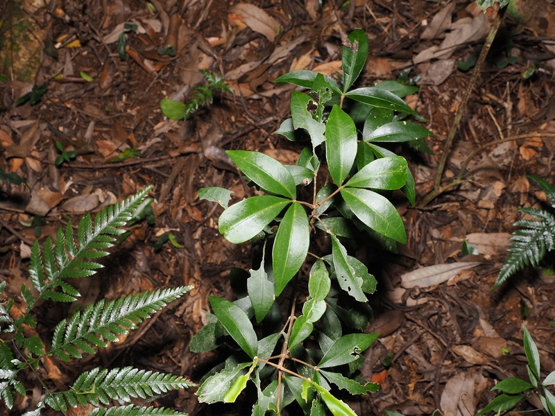 Acronychia suberosa photo 8