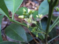 Acronychia trifoliolata