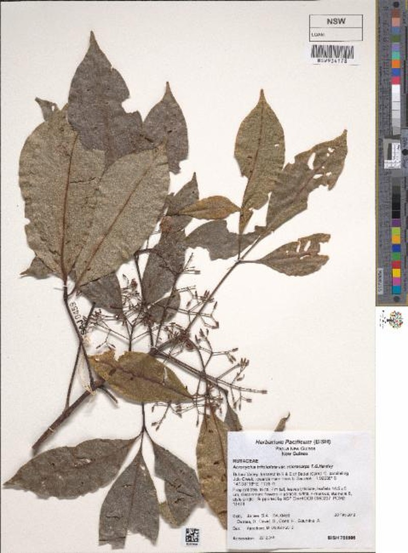 Acronychia trifoliolata photo 2