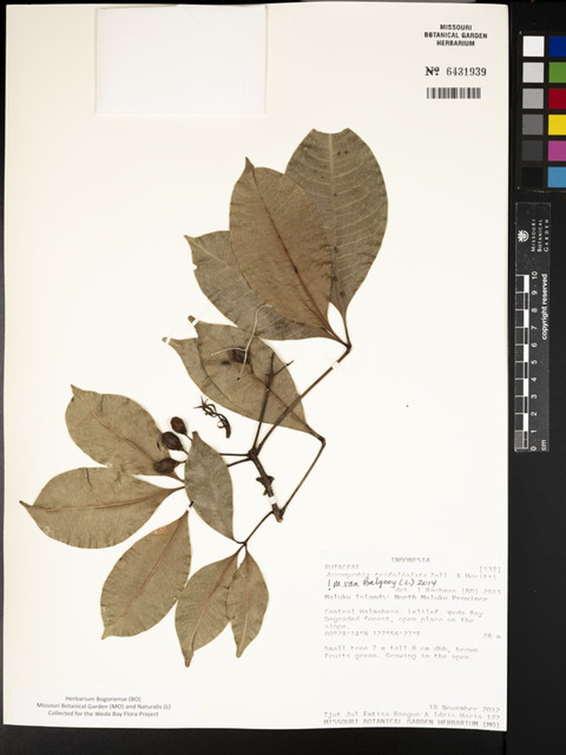 Acronychia trifoliolata photo 3