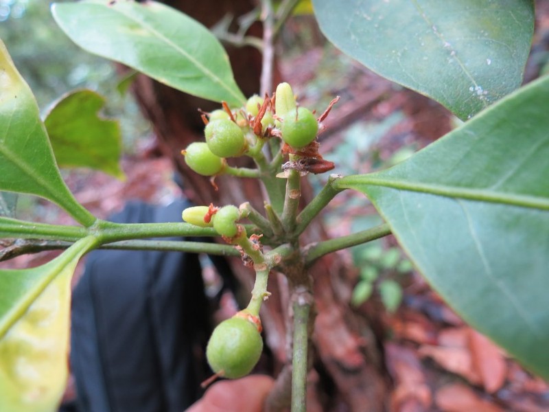 Acronychia trifoliolata photo 4