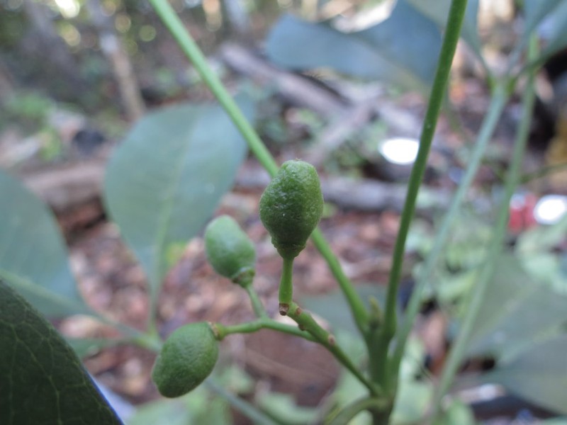 Acronychia trifoliolata photo 5