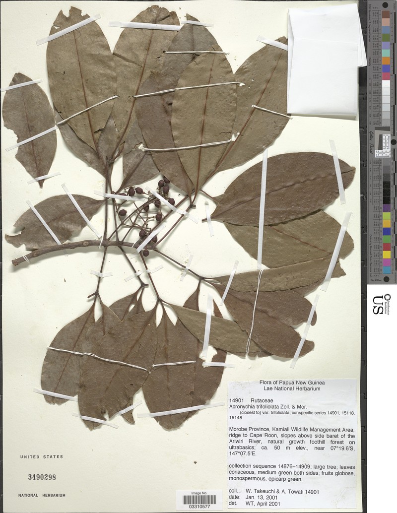 Acronychia trifoliolata var. trifoliolata