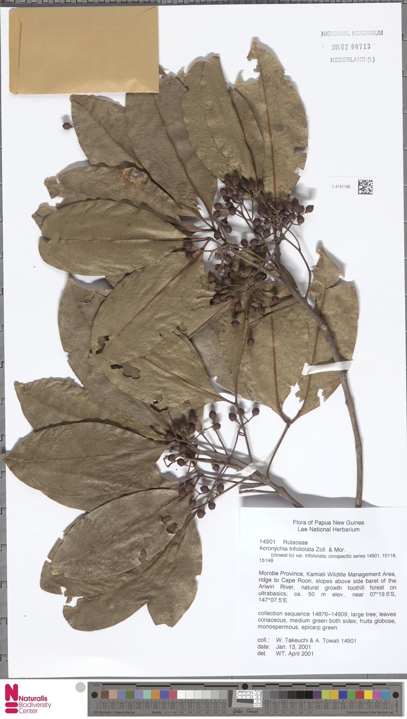 Acronychia trifoliolata var. trifoliolata photo 2
