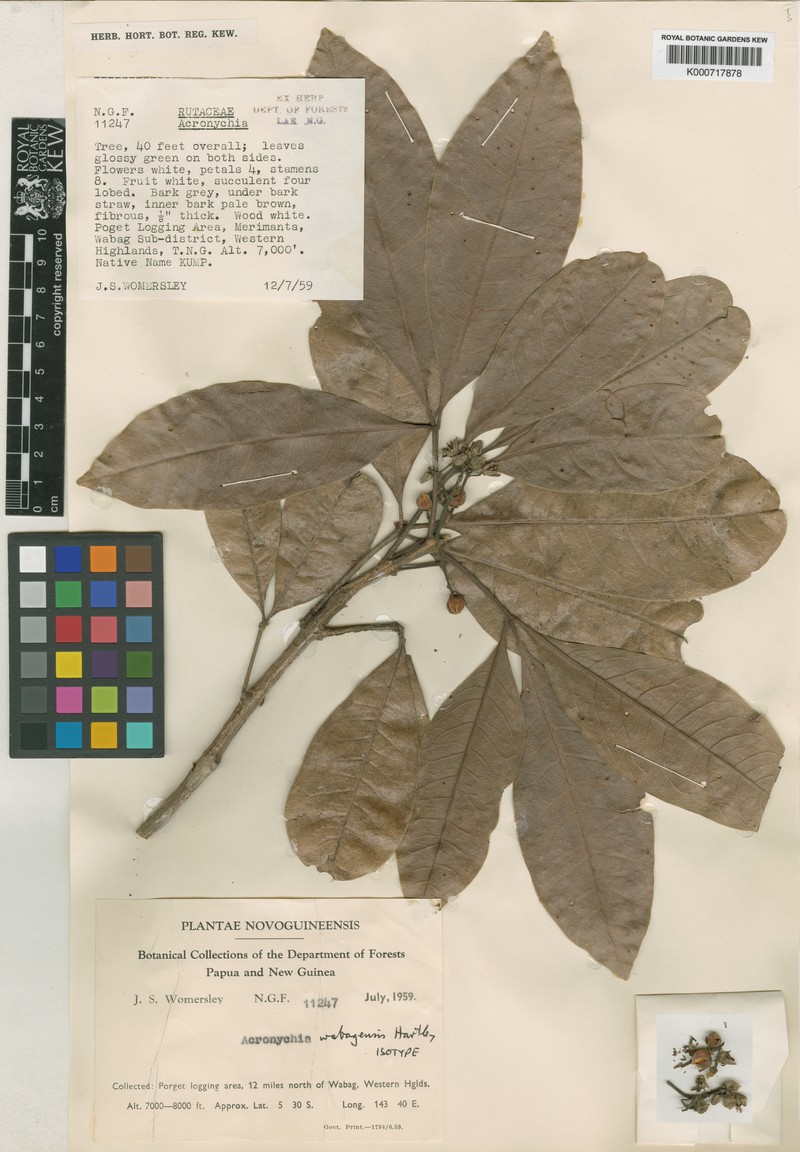 Acronychia wabagensis
