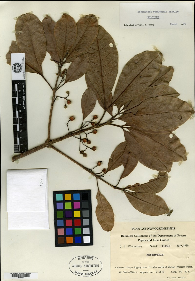 Acronychia wabagensis photo 2