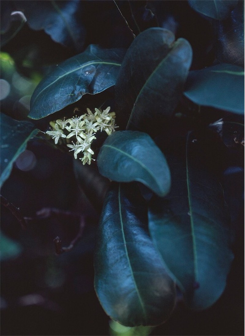 Acronychia wilcoxiana